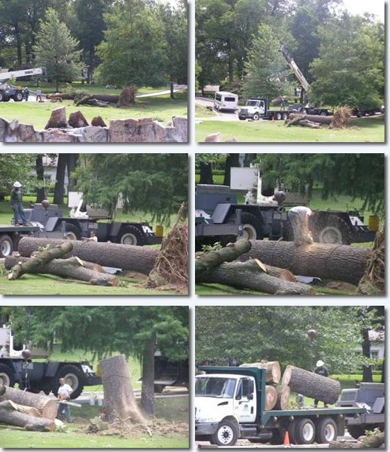 Graceland Grounds : Ripped Up Tree's ...